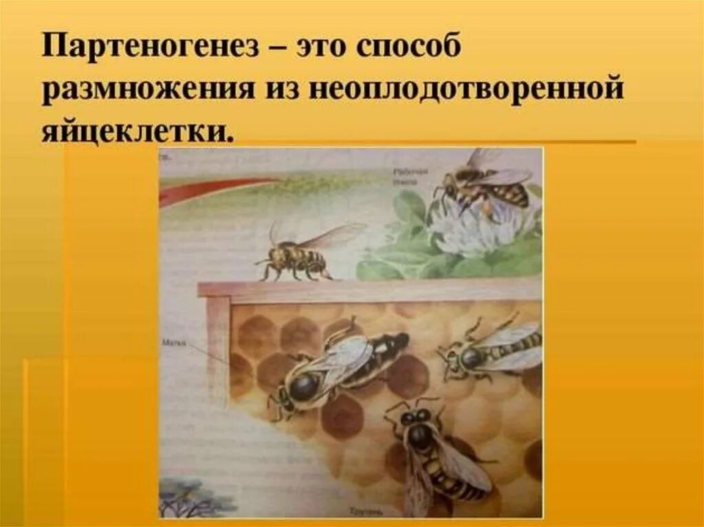 Размножается партеногенетически. Рудиментарный партеногенез. Половое размножение партеногенез. Партеногенез у позвоночных животных. Партеногенез вид размножения.