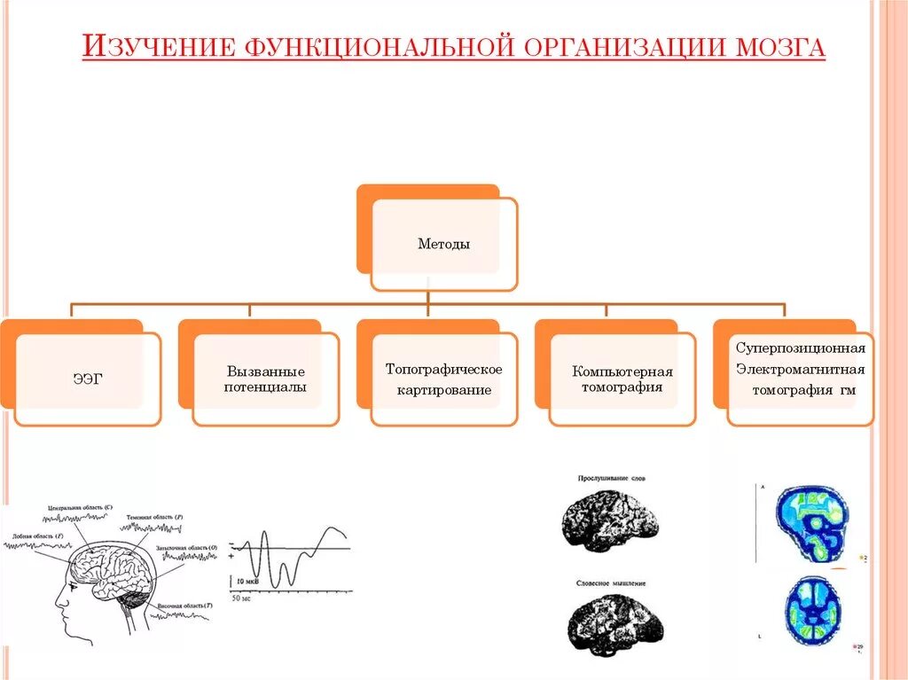 Функциональная организация мозга. Функциональная организация работы мозга. Методы изучения мозга. Функциональные методы исследования мозга.