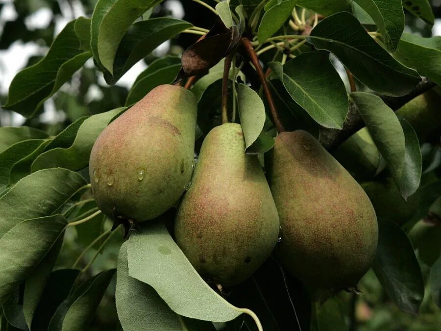 Груша обыкновенная (Pyrus communis). Груша Лесная Pyrus. Сорт груши Талгарская красавица. Груша сортовая Pyrus communis. Сорт фаворитка