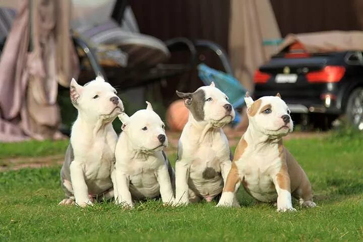 Щенки породы ши тцу. Сколько стоят щенята в питомнике. Питомник собак щенки немецкой овчарки. Щенки бордер колли новорождённые. Щенок бордер колли 2 месяца.