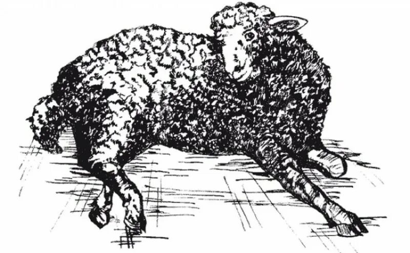 Желудок ягнят. Послеродовой парез у овец и коз. Болезнь Ауески у овец и коз. Энтеротоксемия овец возбудитель. Энтеротоксемия овец брадзот овец.