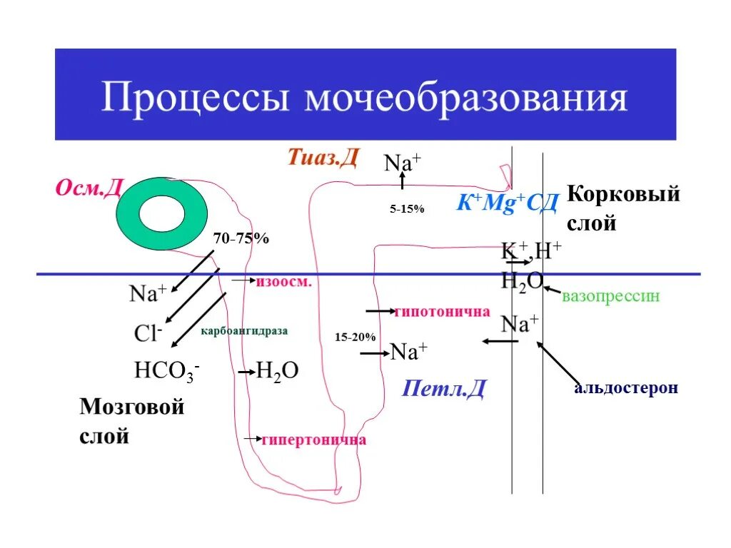 Схема нефрона и этапы мочеобразования. Фильтрация почек схема. Схема процесса мочеобразования. Механизмы мочеобразования физиология. Схема процесса мочеобразования.