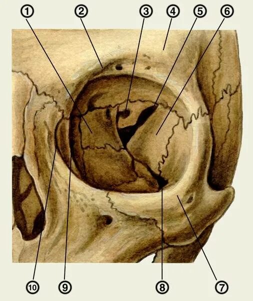 Глазница. Глазница. Медиальная стенка глазницы анатомия. Глазница. Стенки глазницы анатомия.