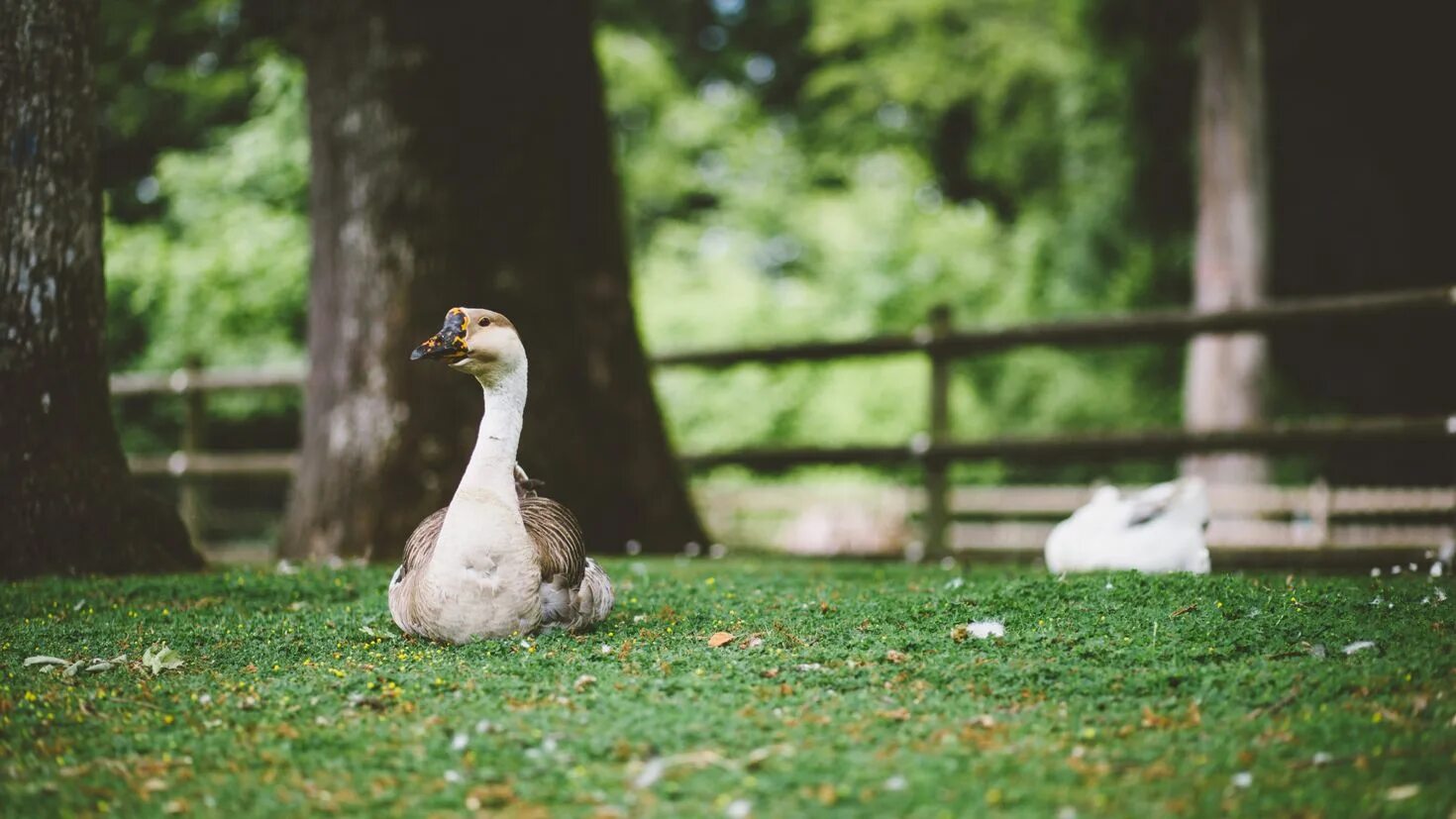 Существа лимбо. Лимбо гусь. Лимбо гусь. Лимбо игра в жизни. Лимбо логотип.
