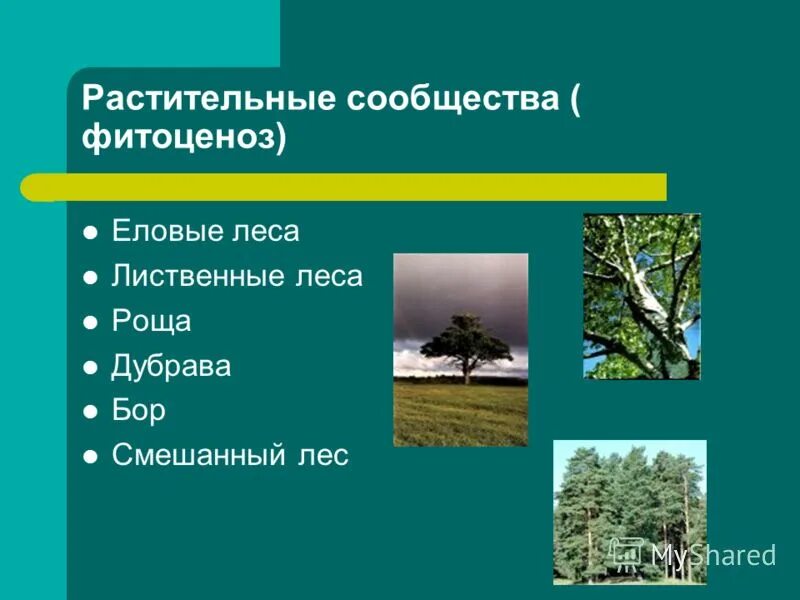 Влажность растительных сообществ. Фитоценоз леса сообщества. Растительное сообщество Дубравы. Фитоценоз широколиственного леса. Дубрава фитоценоз.