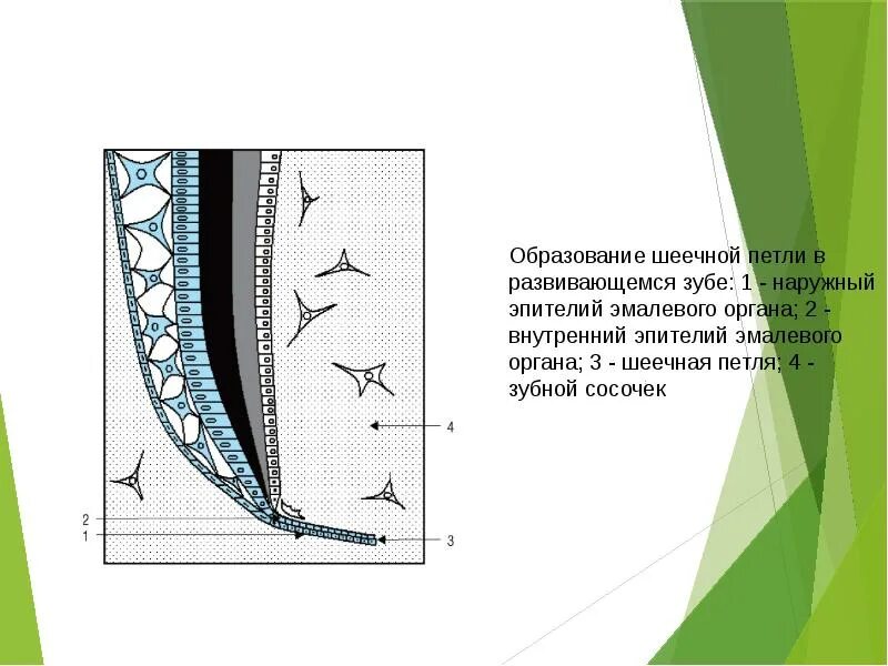 Шеечная петля эмалевого органа. Образование шеечной петли в развивающемся зубе. Образование эмалевого органа.