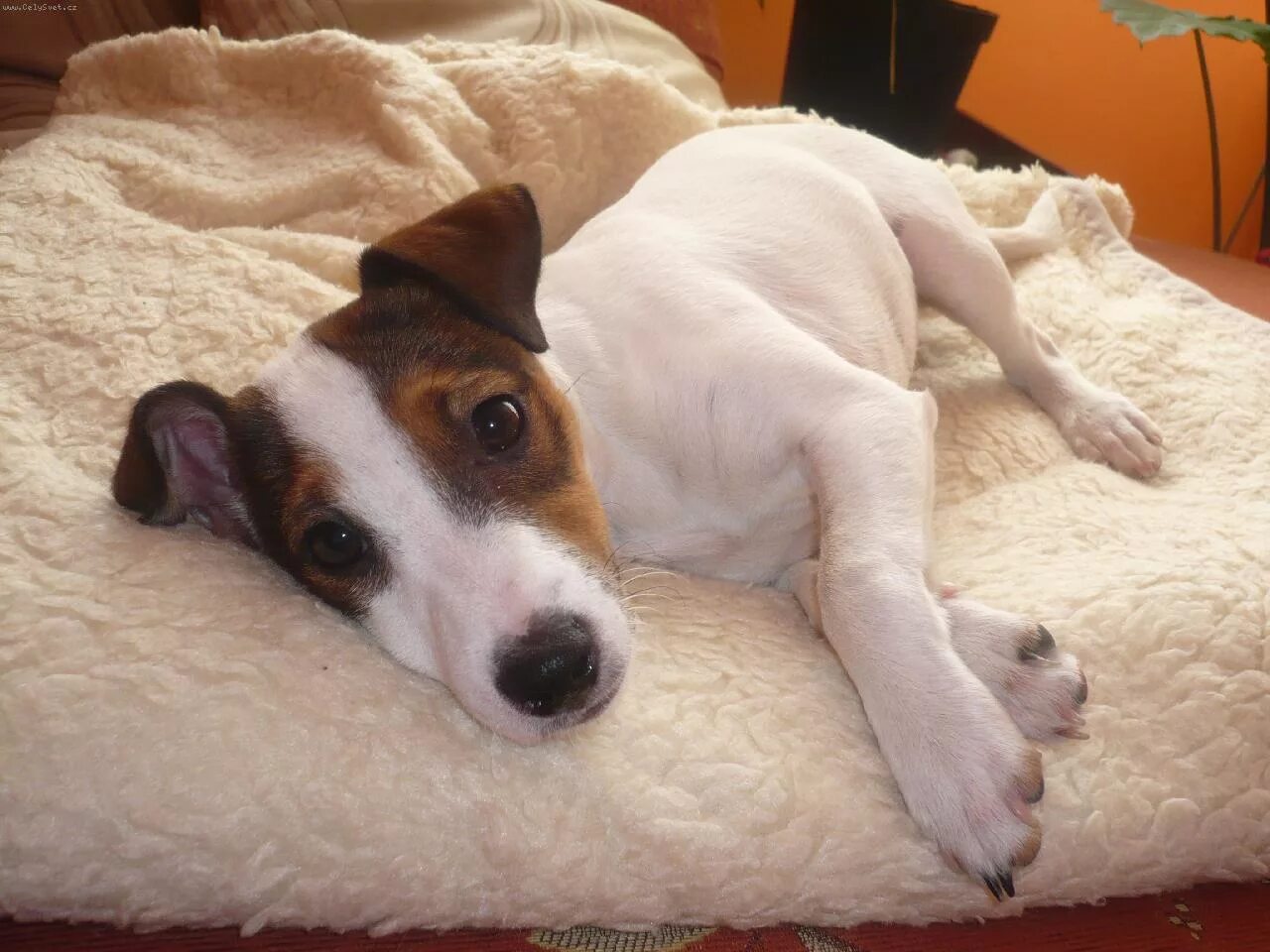 Джек-рассел-терьер щенок. Рассел терьер в квартире. Порода джек рассел терьер. Джек-рассел-терьер. Рассел терьер джек рассел.