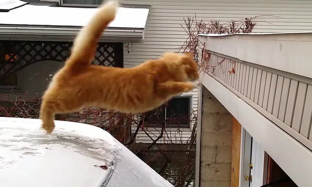 Спустившись с кровли кот сказал. Кот прыгает. Кошка прыгает с крыши. Кот не допрыгнул. Кот перед прыжком.