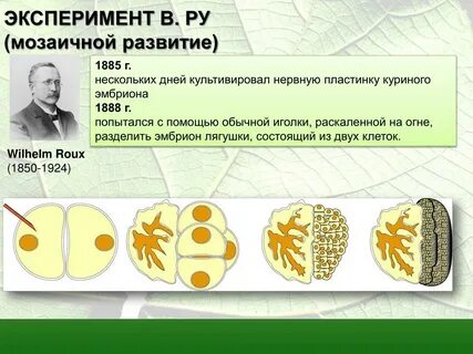 Опыт как развитие