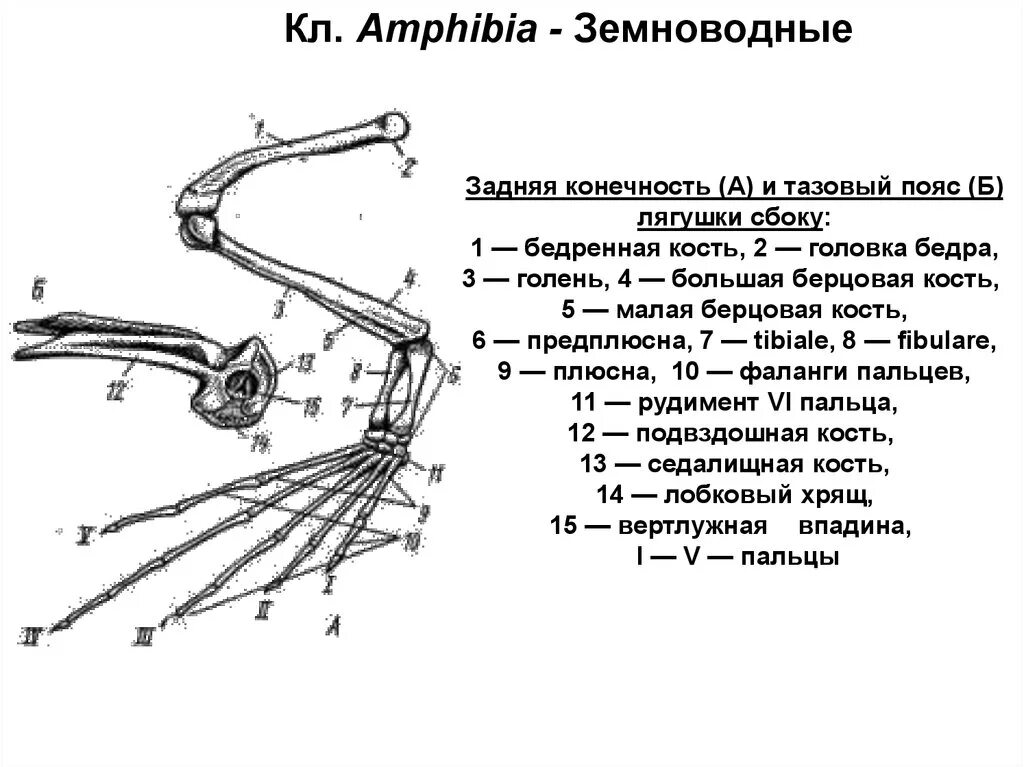 Строение передних конечностей лягушки. Пояс задних конечностей лягушки. Строение пояса задних конечностей лягушки. Скелет лягушки пояс задних конечностей.