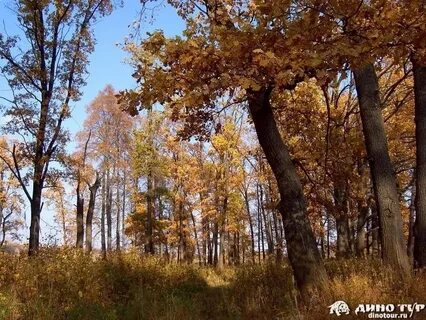 В сень дубравы морфологический