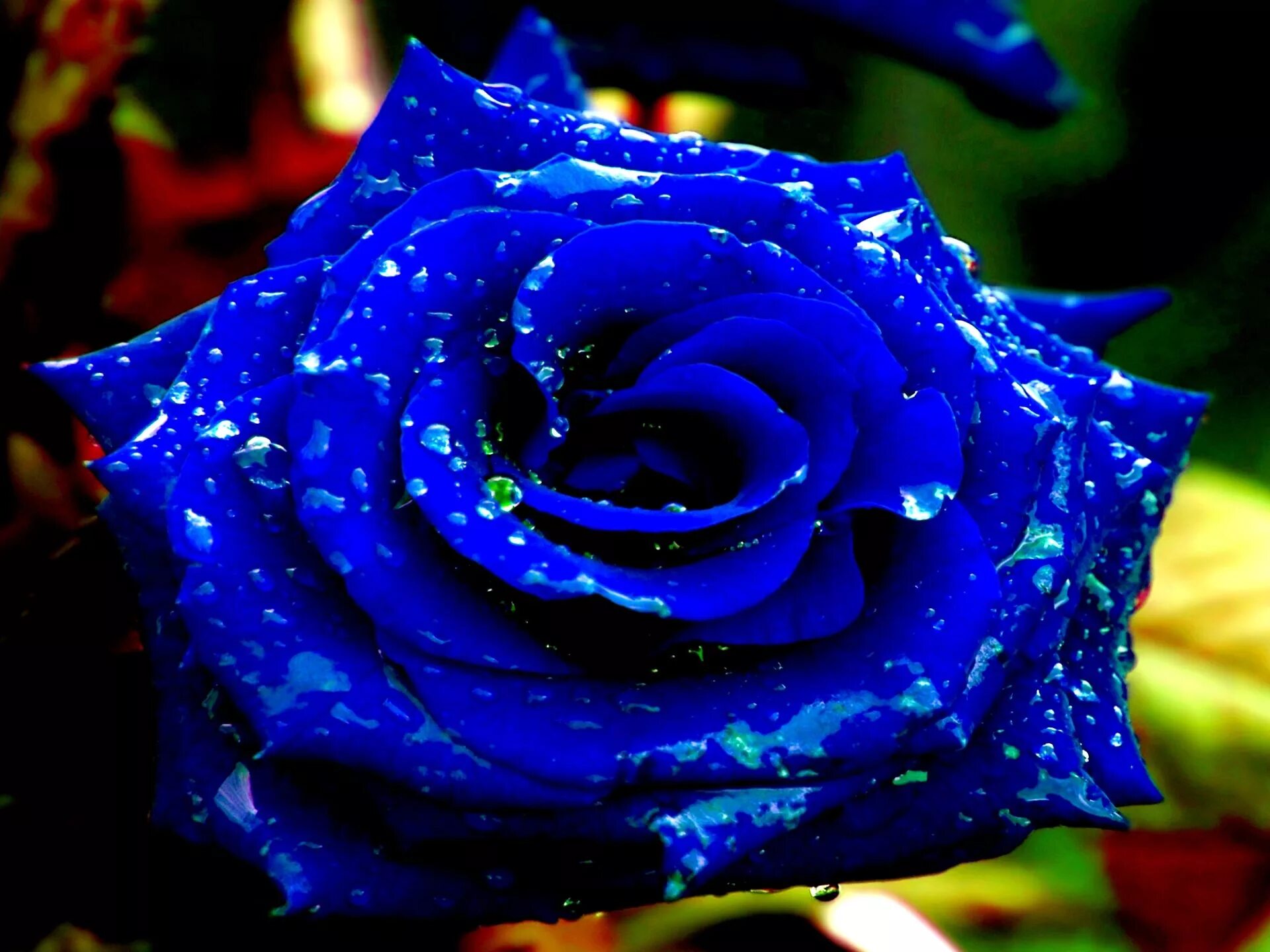 Синий самый любимый цвет. Голубые розы Сантори. Красивый синий. Синие цветы.