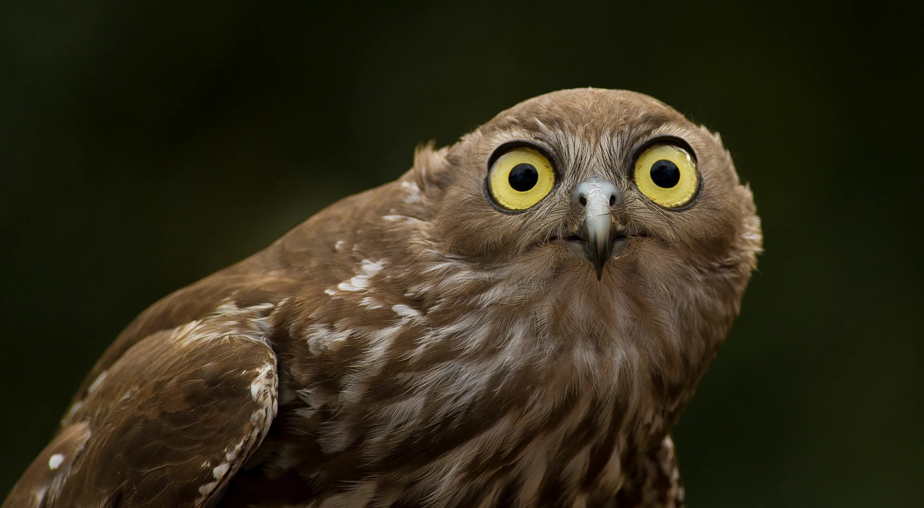 сова удивлена