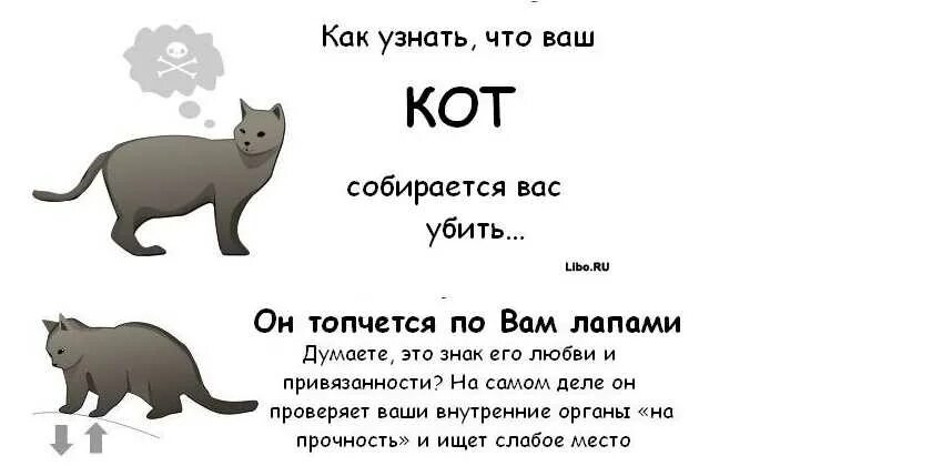 Как понять перевелась. Как понять что ваш кот. Как понять что кот тебя любит. Как понять что кот будет злой.