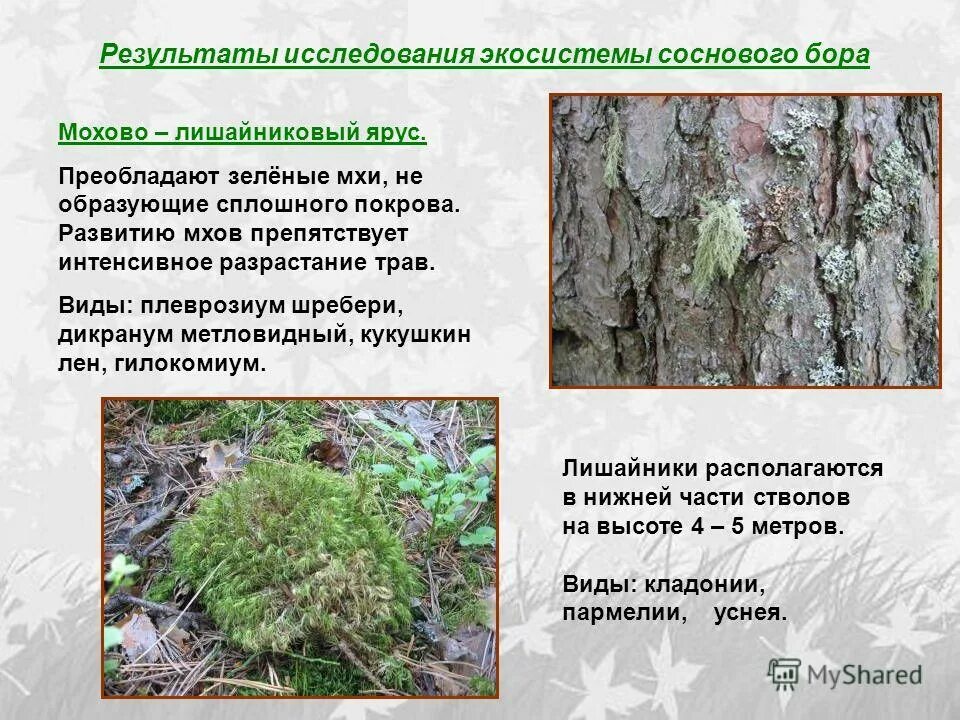 Способы размножения мхов 6 класс. Экосистема соснового бора. Мох сфагнум. Мох сфагнум ризоиды. Мох сфагнумстроенип.