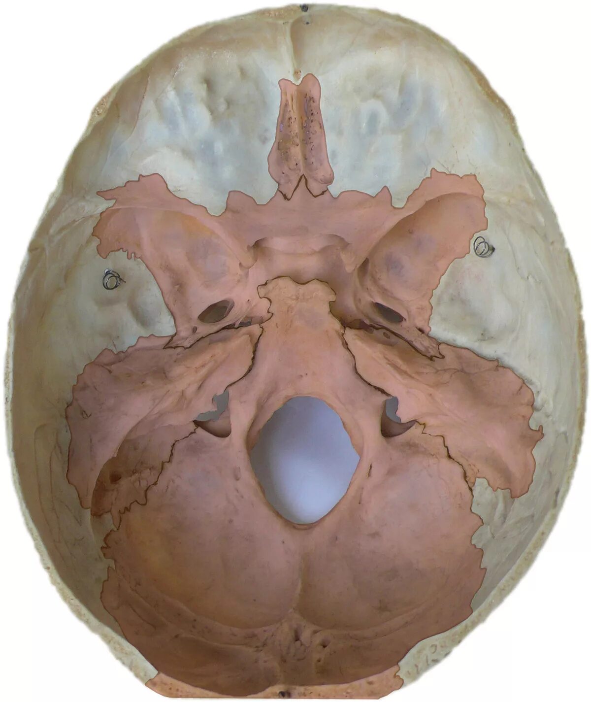 Мозговое основание черепа. Кость основания черепа. Внутреннее основание черепа. Основание костей черепа. Внутренняя поверхность основания черепа.