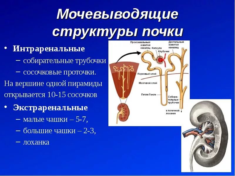 Последовательность движения мочи в организме человека. Мочевыделительная система строение почки. Строение мочевыделительной системы, строение почки.. Мочевыводящие пути почки собирательные трубочки. Строение почки, нефрона, мочевыделительной системы.