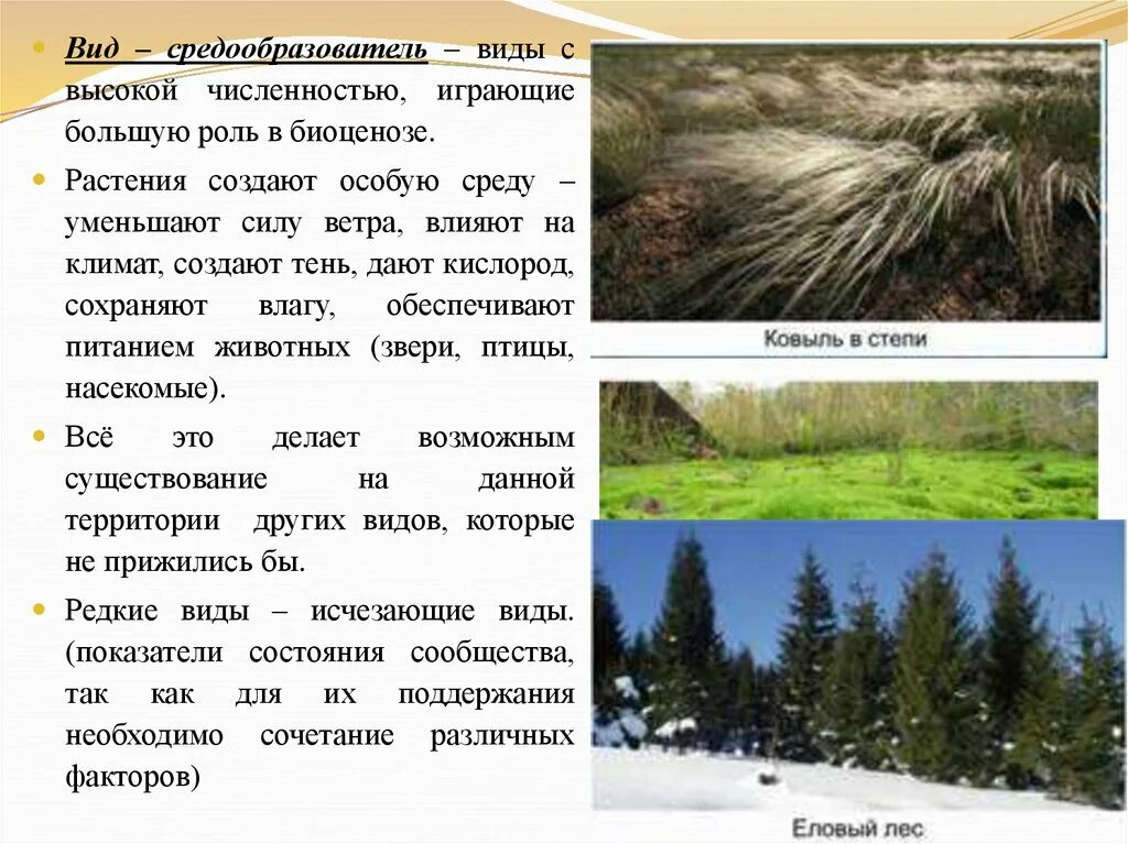 Виды средообразователи это. Вид средообразователь в хвойном лесу. Животные виды-средообразователи. Растения виды средообразователи. Вид средообразователь в лиственном лесу