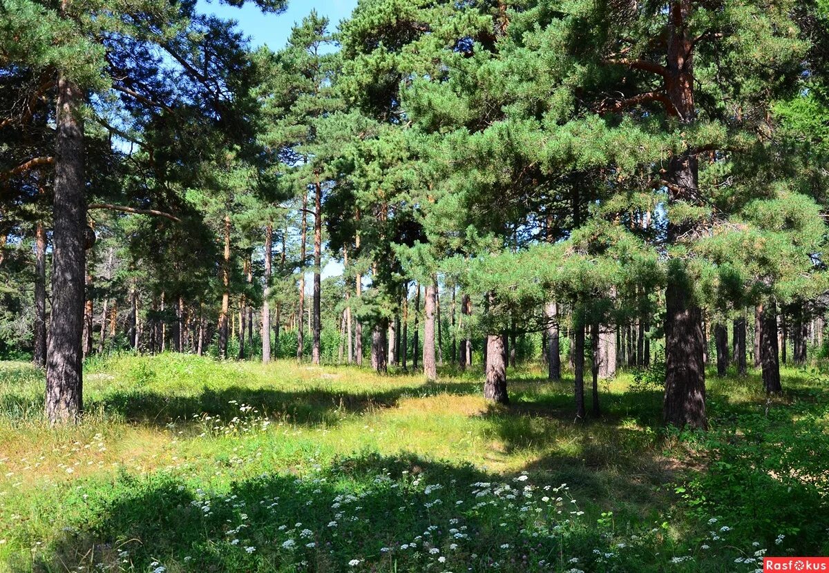 З бор. Сосновый Бор Дербент. Парк Сосновый Бор Дербент. Сосновый Бор Челябинск. Сосоновый ЮОР В Дербент.