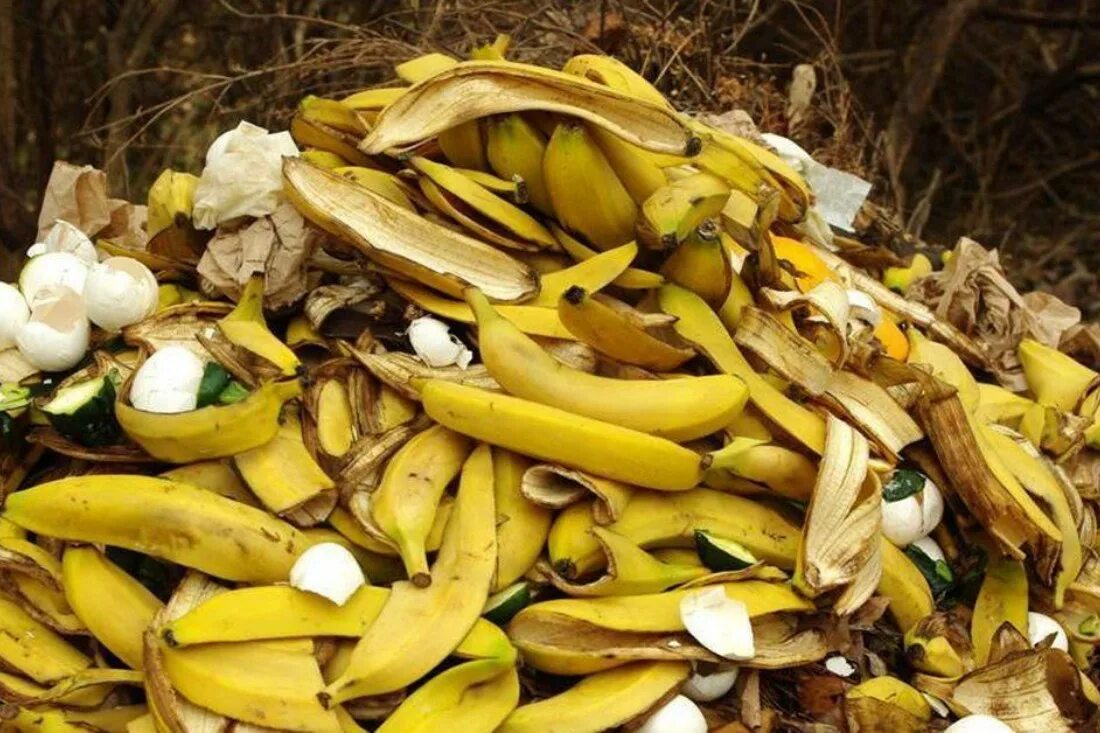 Подкормка томатов банановой кожурой. Кожура банана. Картофельные очистки. Удобрение из сушеной банановой кожуры. Удобрение из банановых корок.
