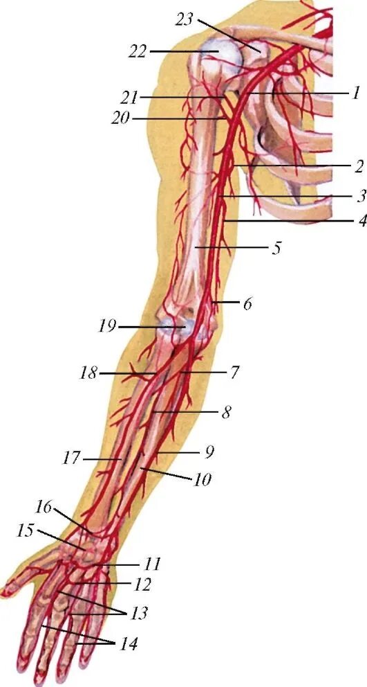 Правая лучевая артерия. Локтевая артерия топография. Вены верхней конечности топографическая анатомия. Топография артерий подмышечной артерии. Артерии верхней конечности анатомия.