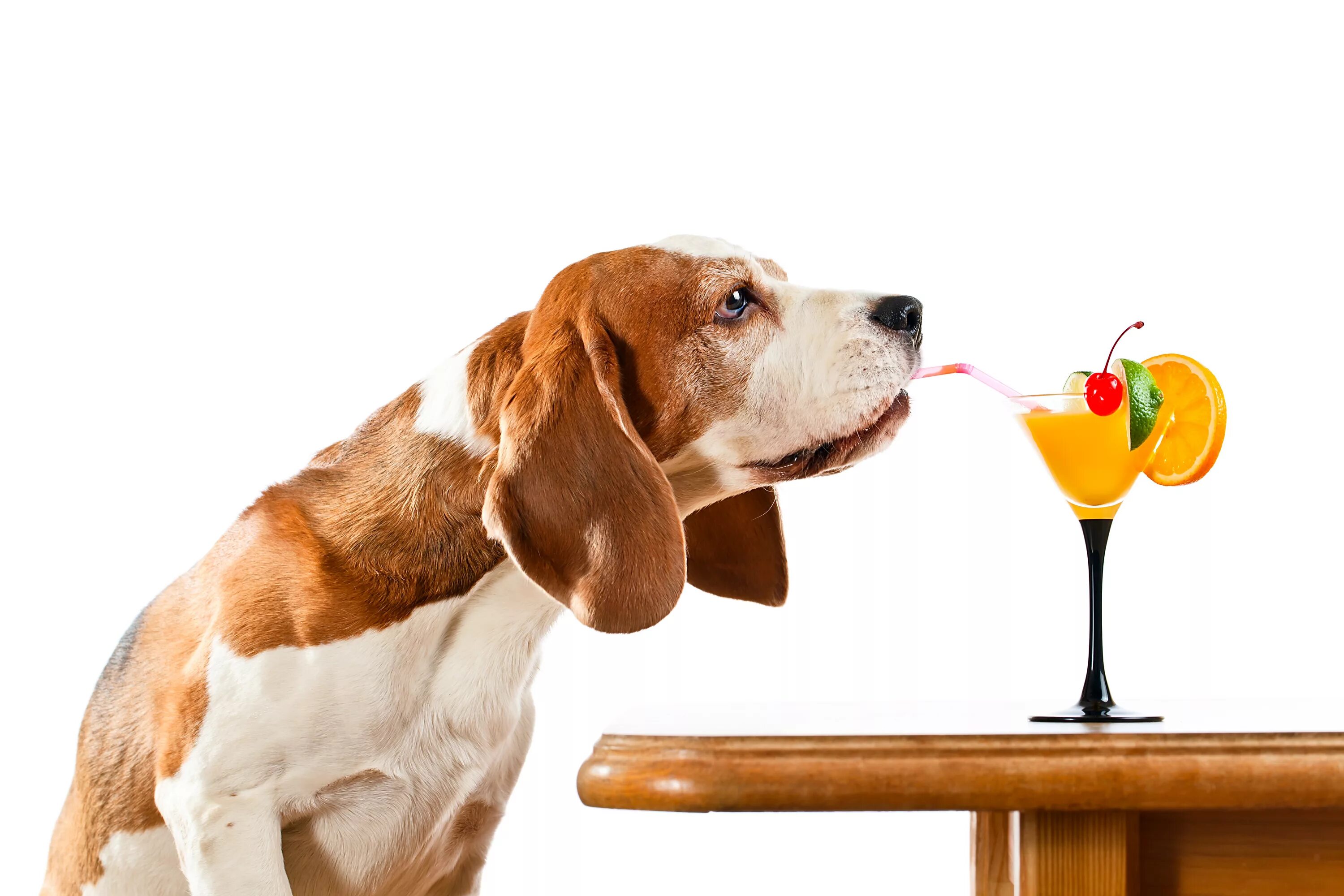 Обои попей. Порода Бигль. Собака пьет. Собака пьет коктейль. Веселая собака на белом фоне.