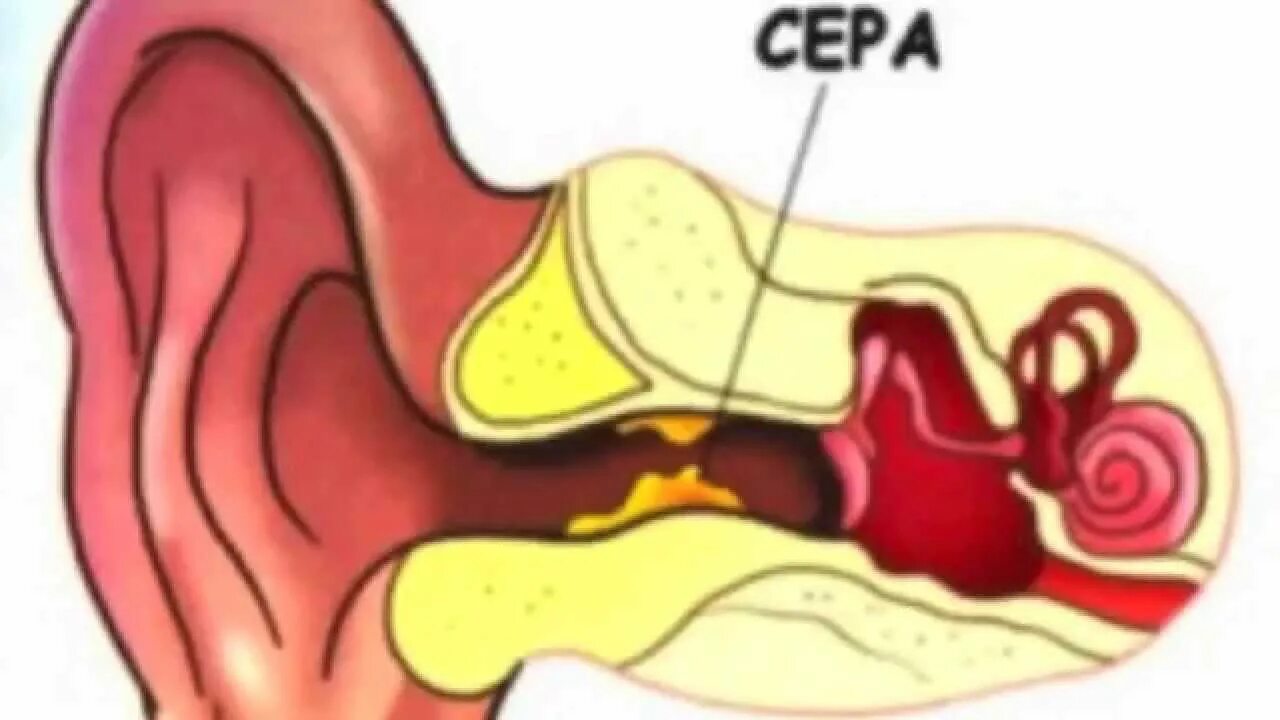 Почему образуются серные. Анатомия уха серная пробка. Ухо строение серная пробка. Строение уха человека сера. Строение уха сера в ухе.