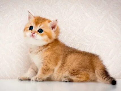 Котята золотой кошки