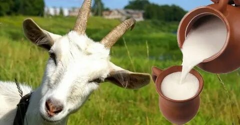 Козье молоко с яйцом
