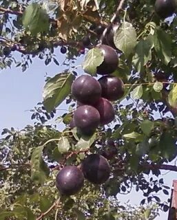 Сорт абрикоса черный принц
