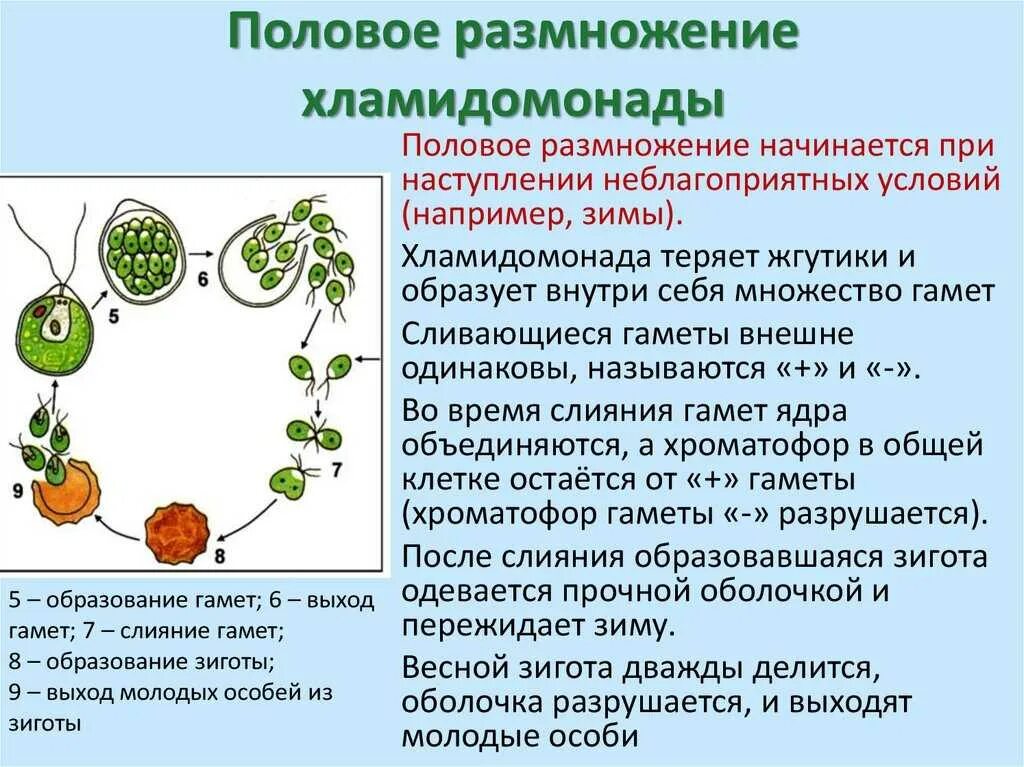 Описание полового размножения хламидомонады. Бесполое размножение хламидомонады ЕГЭ. Половое размножение хламидомонады схема. Формы полового размножения у хламидомонады.