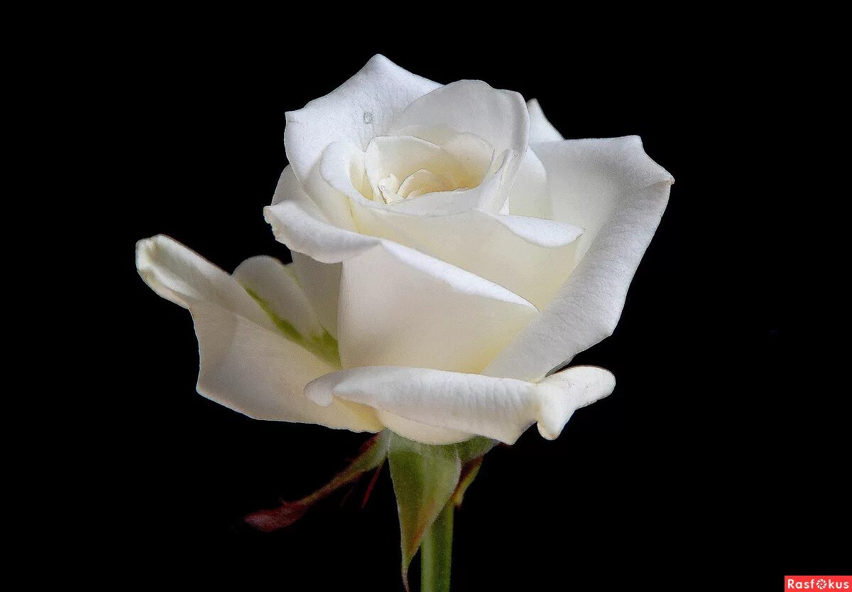 необычно красивые белые розы. розы белые с красным ободком. две белые розы на могилу. сорт роз мондиаль. белые розы читать.