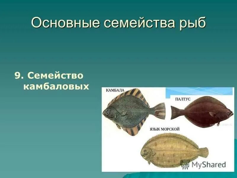 Речная камбала. Плоская белая рыба. Отряд камбалообразные представители. Симеиство камбал. Рыба камбала среда обитания.