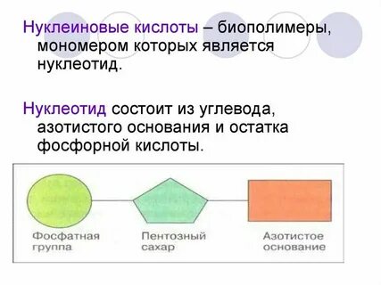 Биополимеры нерегулярного строения мономерами которых являются нуклеотиды