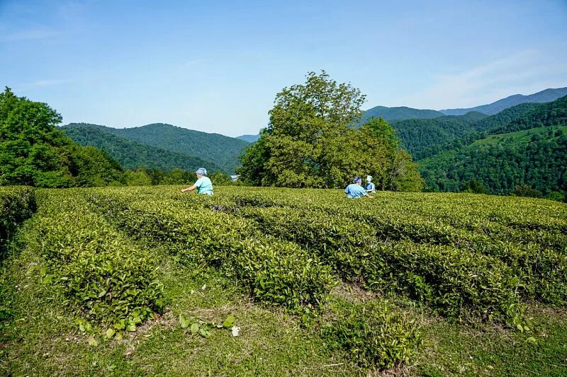чайные плантации дагомыс. сельхоз сочи. чайные плантации мацеста чай. мацеста чайные плантации. мацестинская чайная плантация сочи.