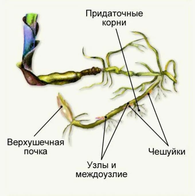 Придаточные корни на листе. Строение корневища пырея схема. Строение корневища пырея. Корневище пырея ползучего строение. Строение корневища ландыша.