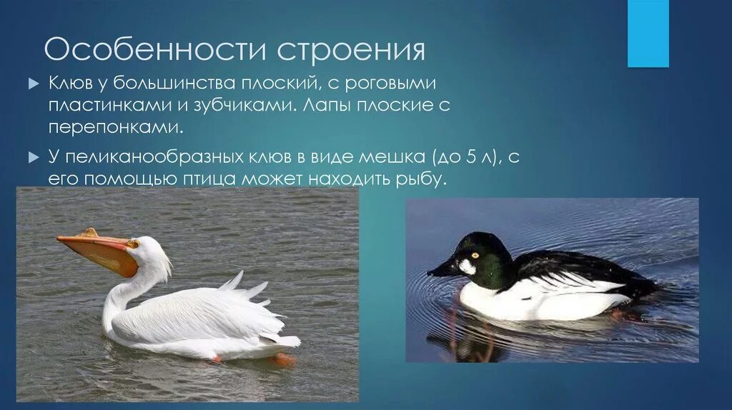 Гусеобразные птицы особенности строения. Гусеобразные птицы особенности строения