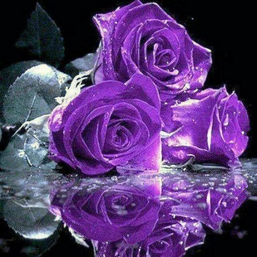 Фиолетовые розы. Переливающиеся цветы. Мерцающие цветы.