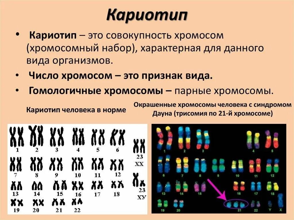 Анализ хромосомного набора
