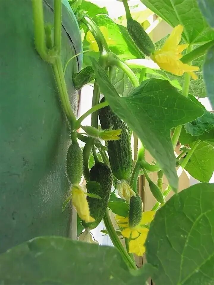 Форум огурцов. Форум огурцов. Огурцы не растут. Апрельский f1. Форум огурцов.