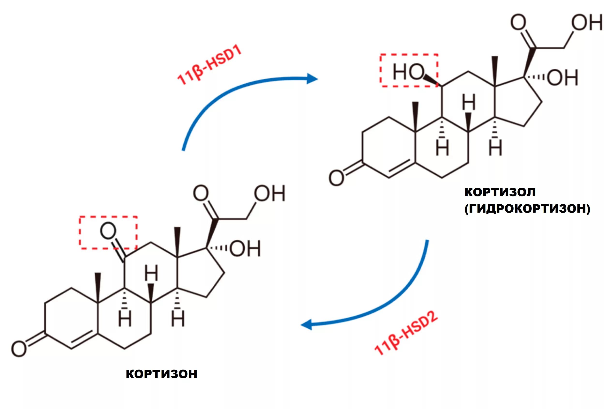 Кортизол (гидрокортизон). Гормон кортизон и кортизол. Глюкокортикоиды кортизол кортизон. Кортизон химическая формула.