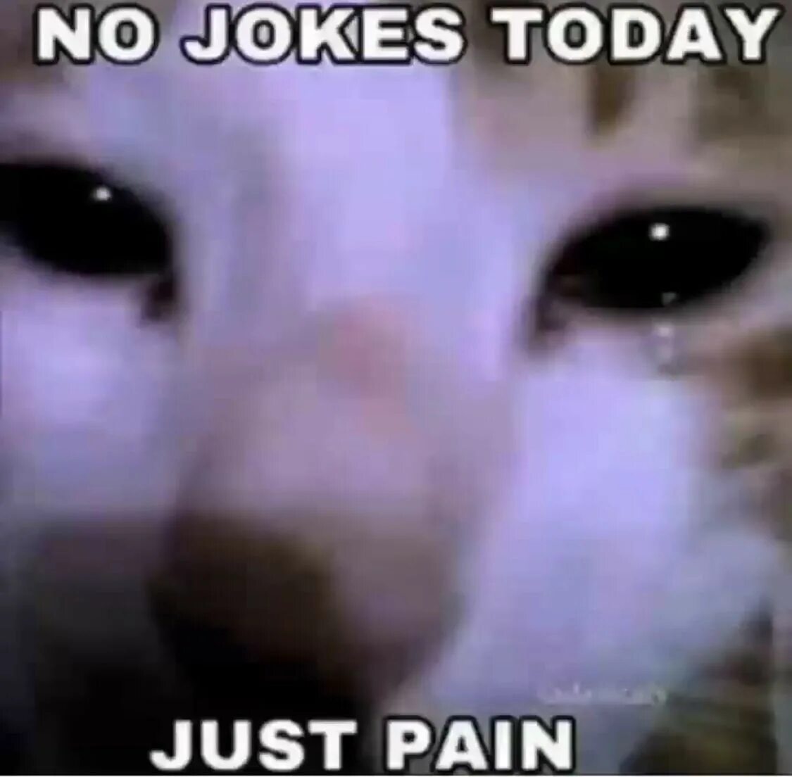 Only pain. No meme today just Pain. No jokes today just Pain. Кот боль Мем. Невдуплёныш Мем котёнок.