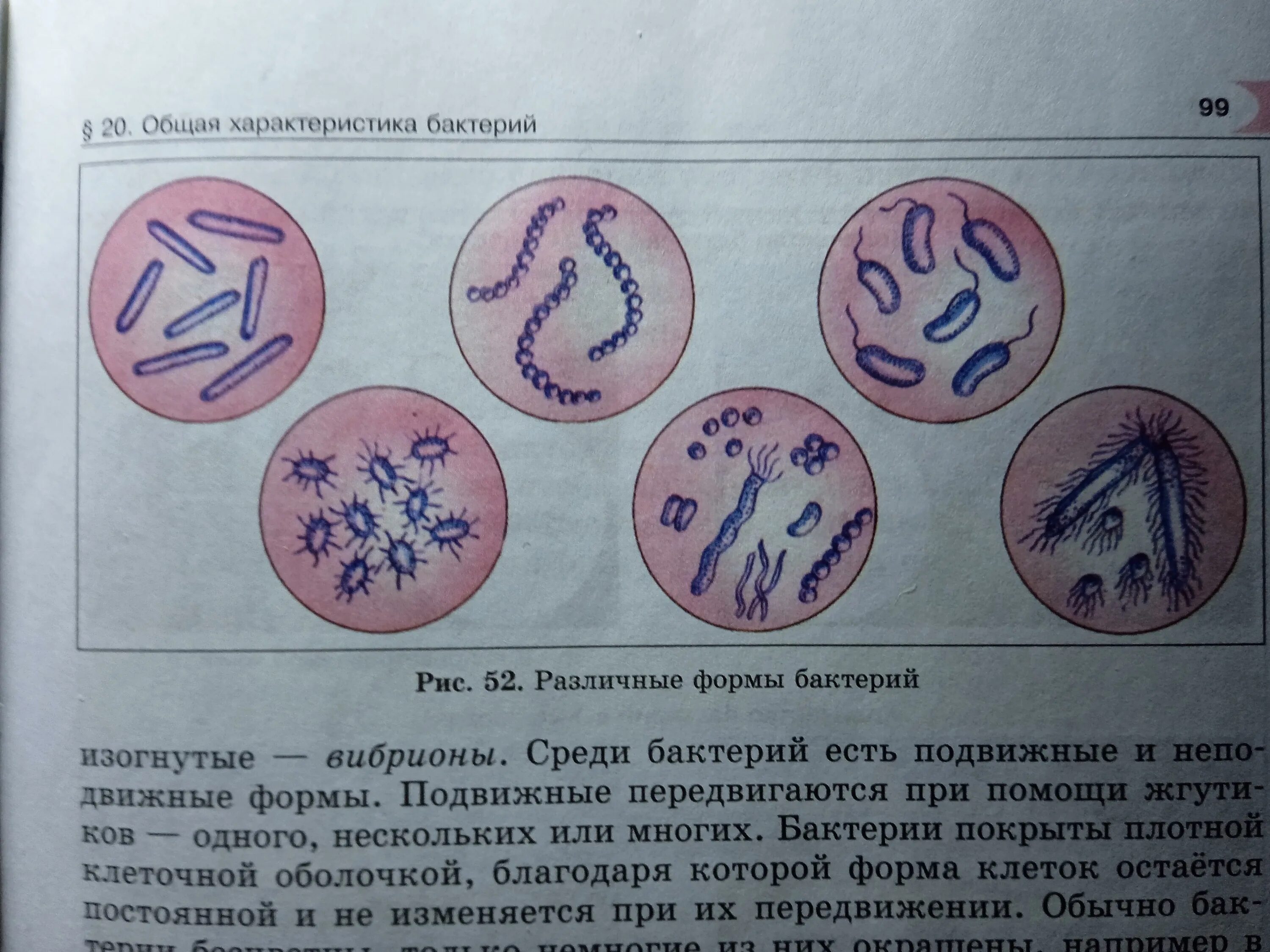 Смешные названия бактерий. Формы бактерий. Бактерии названия 2 класс. Виды бактерий и их названия.