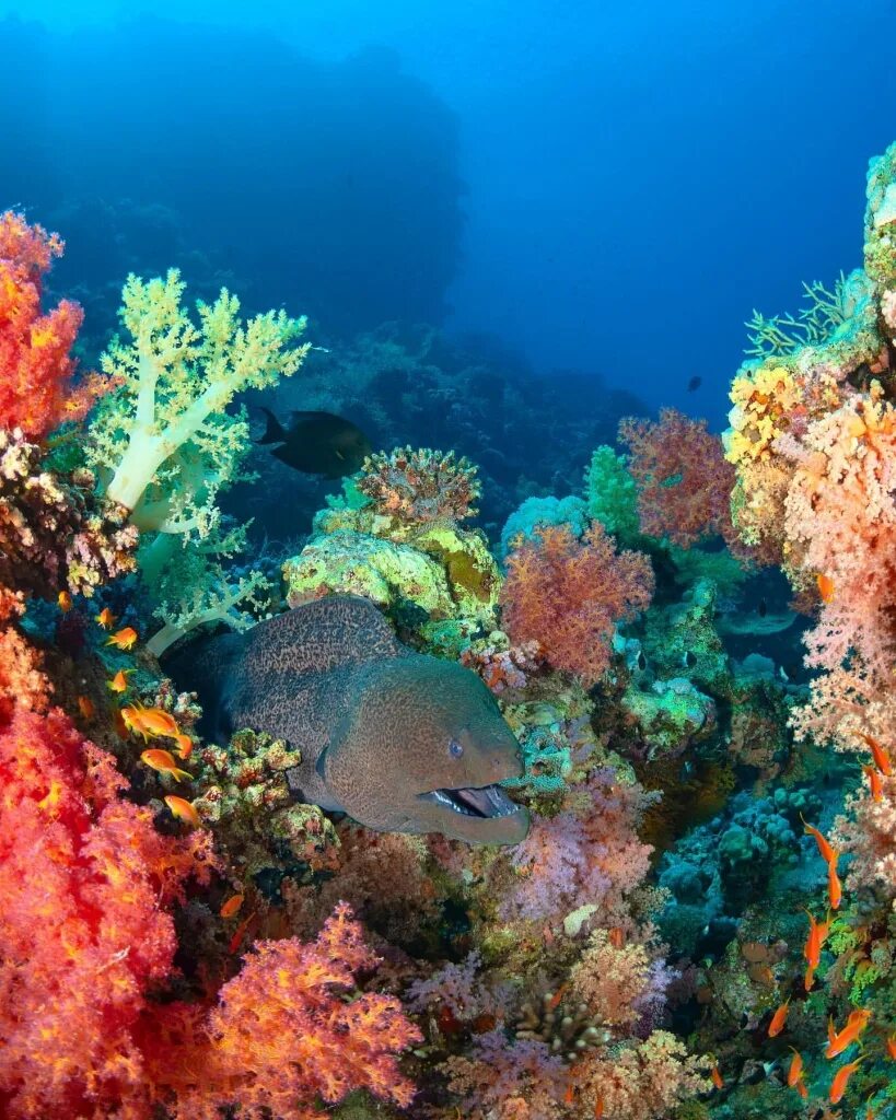 Красное море риф шарм эль шейх. Шарм-эль-шейх море. Рыбки в шарм эль шейхе. Египет красное море шарм эль шейх. Египет красное море шарм эль шейх.