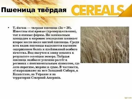 Твердые сорта пшеницы что это такое