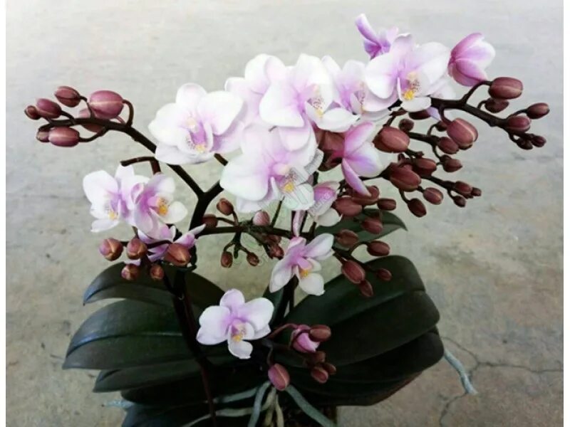 Фаленопсис пинк герл. Jiaho's pink girl. Phal pink. Орхидея jiaho's pink girl. Фаленопсис пинк кисс.