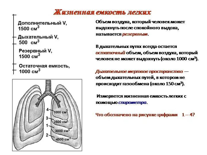 Жизненная емкость складывается из