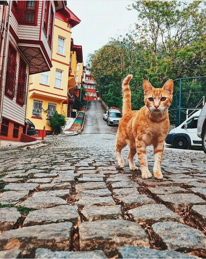 Turkey cats. Нишанташи кошачий парк. Город кошек. Стамбул город кошек. Кушка город.
