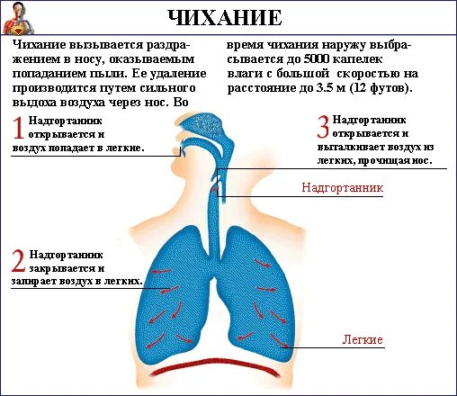 Регуляция защитного рефлекса чихания. Кашель чихание физиология. рефлекс чихания схема. как происходит чихание. схема кашля и чихания.
