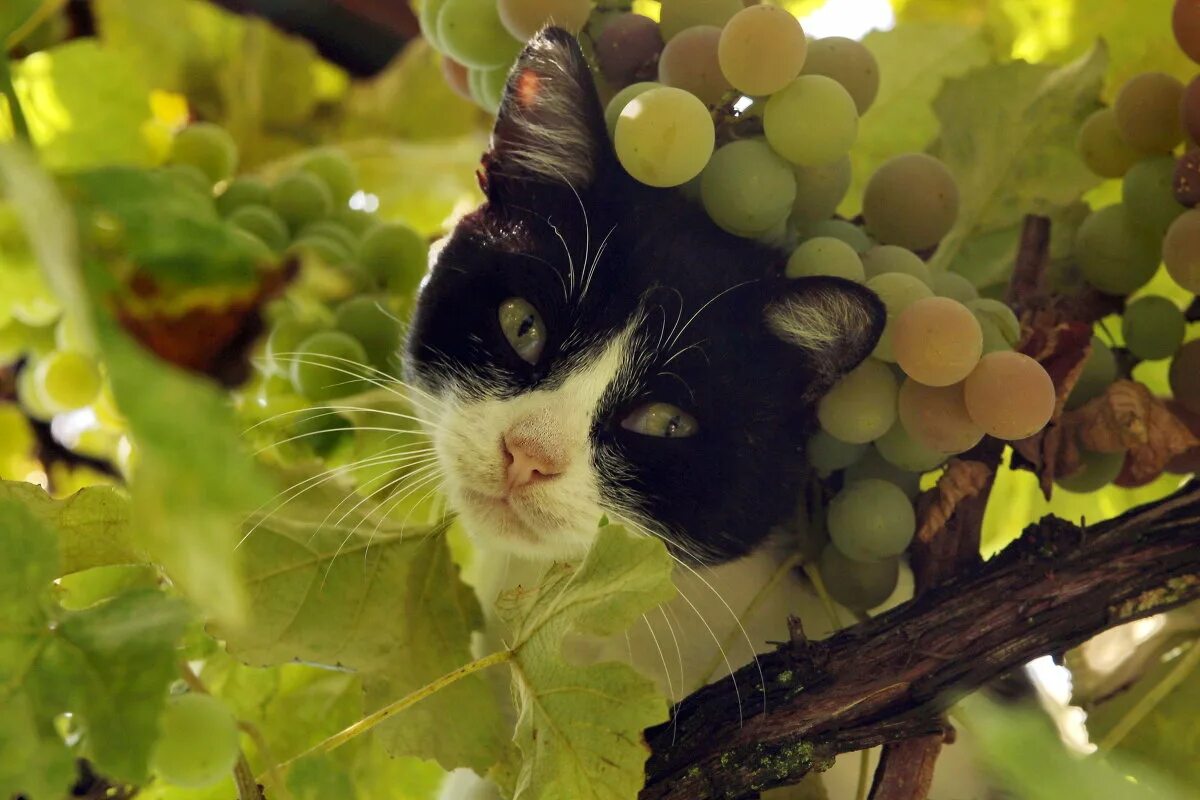 Мыши виноград. Кошка и виноград. Котик с виноградом. Кошачий виноград. Кот в винограднике.